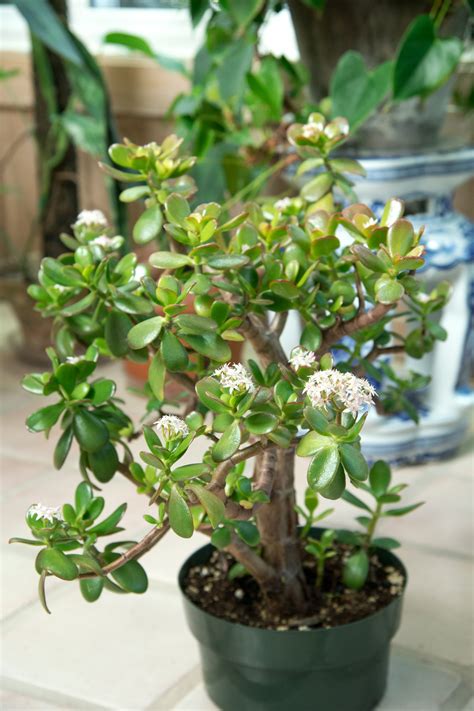 Dying Jade Plant 9 Expert Care Tips Crassula Ovata