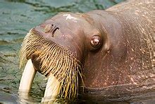 Walrus moustache - Wikipedia