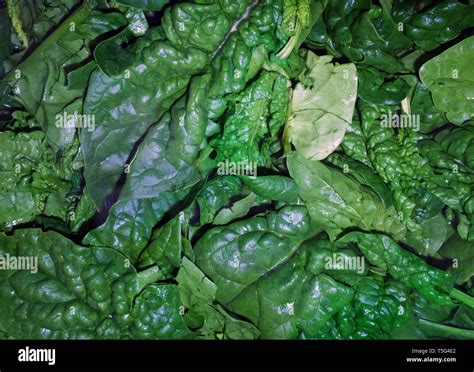 Spinach Spinacia Oleracea Hi Res Stock Photography And Images Alamy