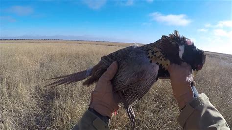 A Colorado Pheasant Hunt January 19 2019 Youtube