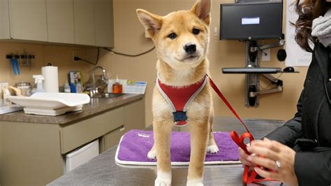 Cuál es el costo de conseguir un Shiba Inu