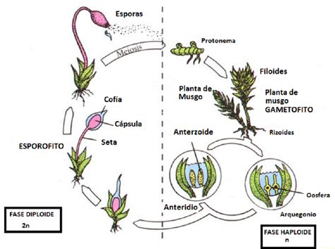 Ciencias Naturales ReproducciÓn De Los Musgos