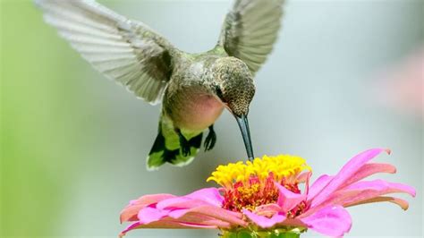 Map of hummingbirds' spring migration shows arrival time in each state ...