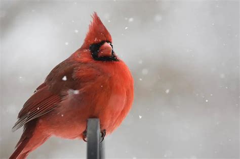 Where Do Red Crested Cardinals Live Save The Eagles