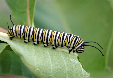 SCORES & OUTDOORS: Determination yet to be made on status of Monarch butterflies - The Town Line ...