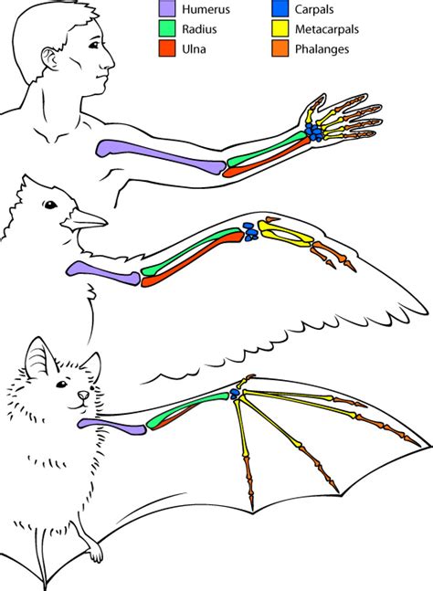 Bat Wing Diagram