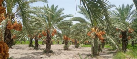 Dates Trees Stock Image Image Of Full Dates Fruits 122151615