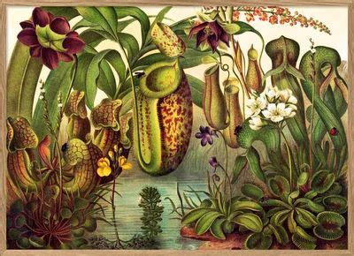 Illustrated Encyclopedia Plants The Dybdahl Co Botanical Drawings