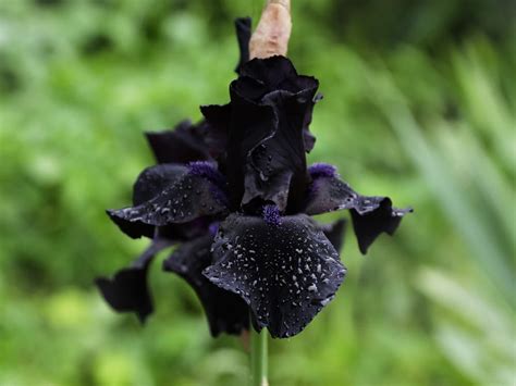 Bearded Iris Plant Care And Growing Tips Uk