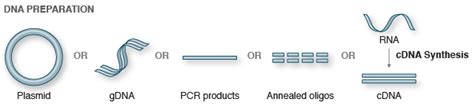 Dna Preparation Neb