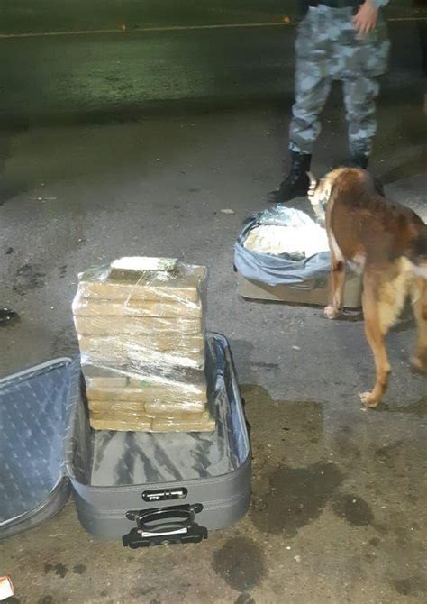 Cães farejadores localizam mais de 51 kg de drogas passageiros de