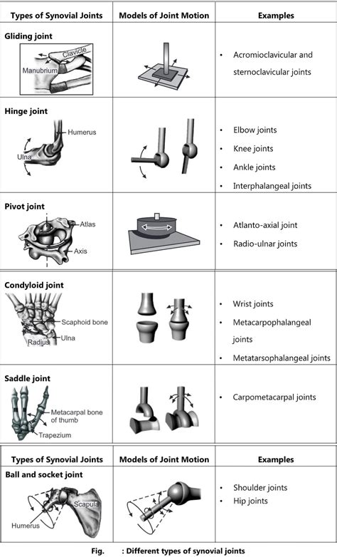 Types Of Synovial Joints Table