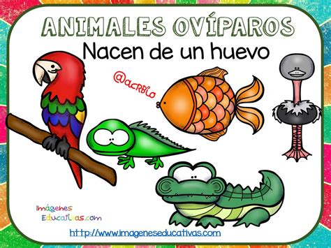 Tipos De Animales Claseficación 9 Imagenes Educativas