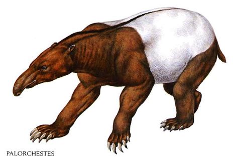 Palorchestes Anteater Bear Marsupial, Extinct Animals, Anteater, Bear ...