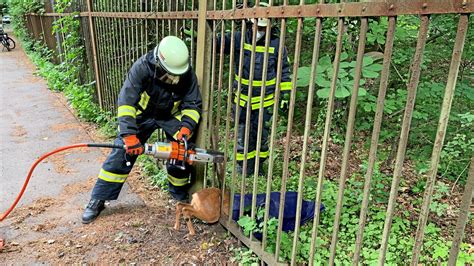 Feuerwehr Gladbeck Befreit Eingeklemmtes Reh Aus Zaun