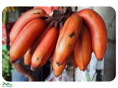 √ Kenali Ciri And Karakteristik Pisang Raja Udang Kebun Sejagat