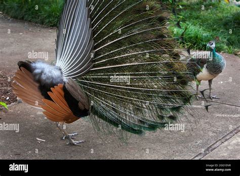 Peacock spreads its feathers to impress a peahen Stock Photo - Alamy