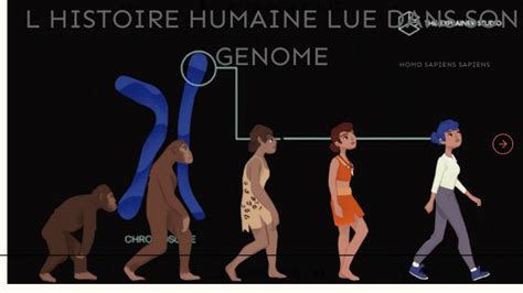 Séance d AP Histoire humaine lue dans son génome