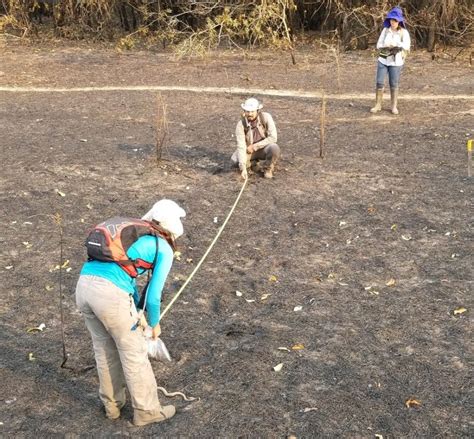 Incêndios no Pantanal em 2020 mataram 17 milhões de animais