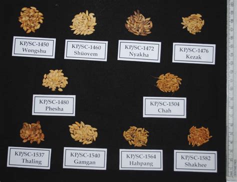 Diverse Local Types Of Rice Germplasm Download Scientific Diagram