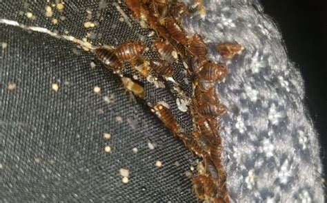 Bed Bug Control By Prudential Pest Management In Burton Mi Alignable