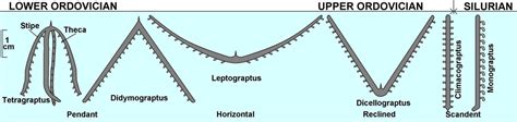 A2 5.3 - Evolution: Graptolites Diagram | Quizlet