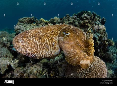 A Broadclub Cuttlefish Sepia Latimanus Hovers Above A Coral Reef In