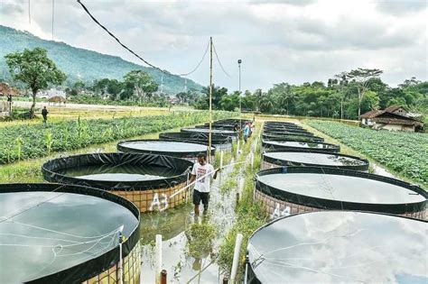 Foto BUDIDAYA IKAN GUNAKAN SISTEM BIOFLOK DAN TEKNOLOGI LISTRIK PANEL