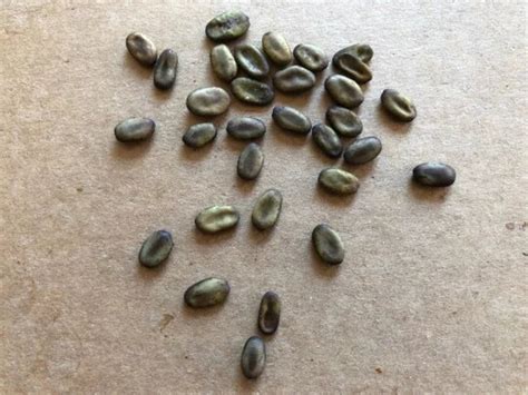 30 Palo Verde Tree Seeds - Etsy