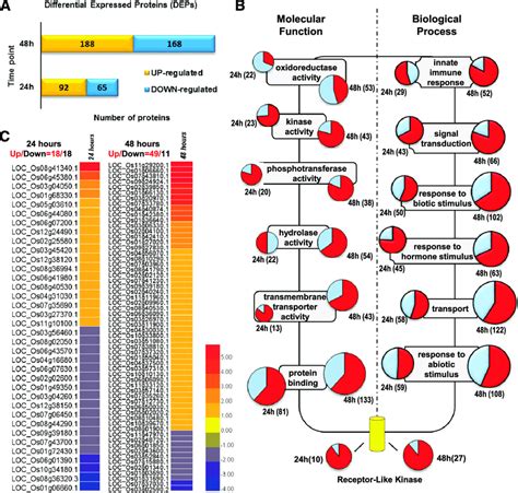 Gene Ontology Biological Process Of Differentially Expressed Proteins Download Scientific