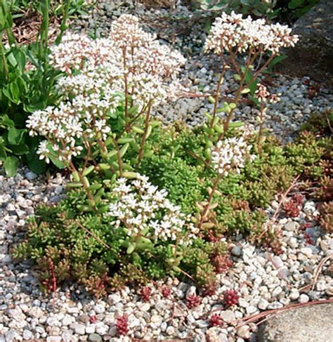 Sedum Montreal Red North American Rock Garden Society