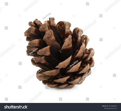 Beautiful Dry Pine Cone Isolated On Stock Photo 2072858825 Shutterstock