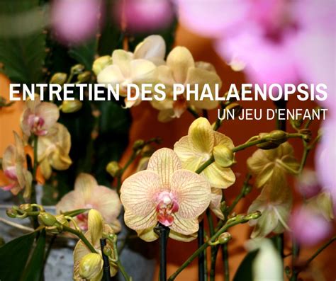 Entretien Phalaenopsis Soin Arrosage Et Taille