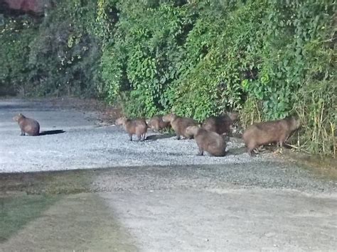 Grupo De Capivaras Flagrado No Centro De Pomerode Testo Not Cias