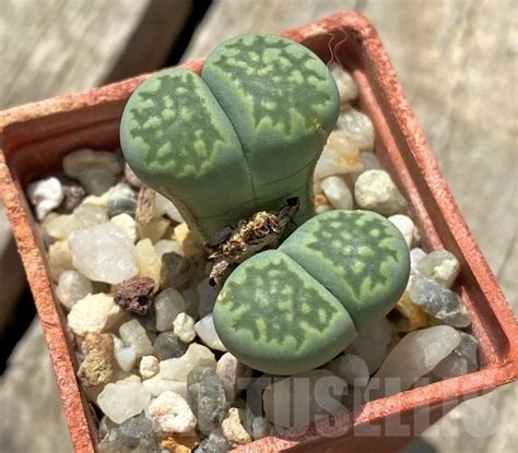 SHPR11704 Lithops Julii Ssp Fulleri V Fulleri Fullergreen Cactus