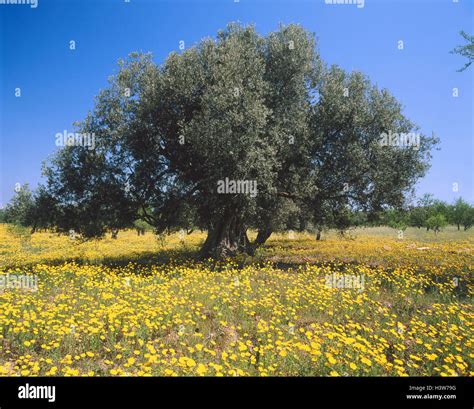 Italien Sizilien Blumenwiese Wiese Oliven Baum Olea Blumen Blüte