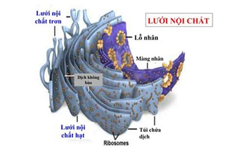 Cấu Tạo Và Chức Năng Của Lưới Nội Chất