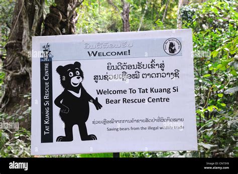 bear rescue centre laos  res stock photography  images alamy