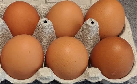 Red Sex Linked Chickens And How To Breed Them Cluckin