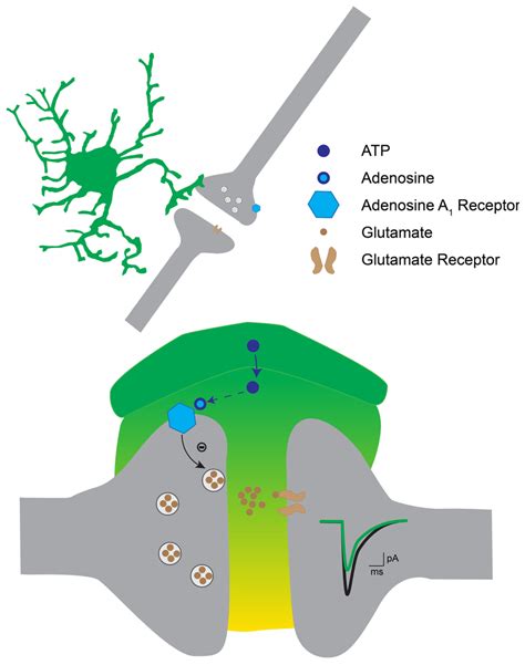 Hypothetical Mechanism For Astrocytic Induced Presynaptic Inhibition In