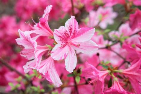 Nombres De Plantas Con Flores Y Sus Cuidados