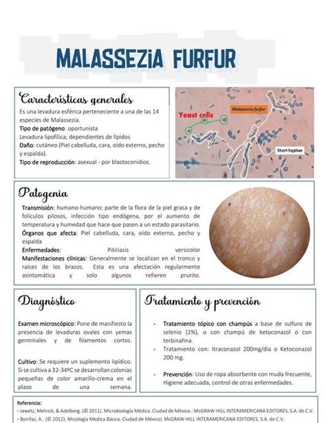 Pitiriasis Causada Por Malassezia Furfur Medicina Apuntes C Udocz