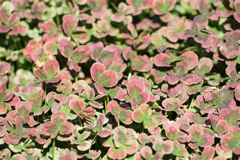 Garten Navi Wei Klee Trifolium Repens Angel Clover Chocolate