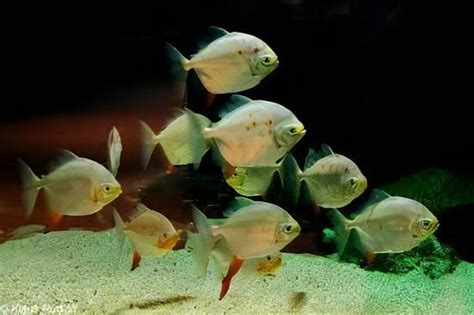 metynnis red hook myleus rubripinnis cm sims tropical fish