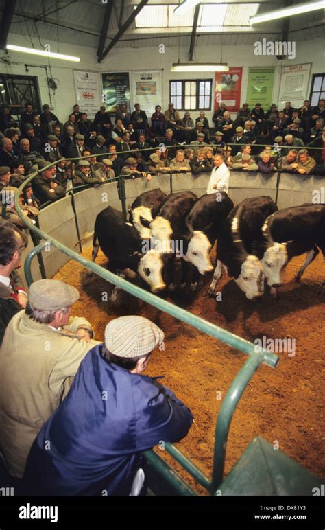 Banbury Cattle Market Hi Res Stock Photography And Images Alamy