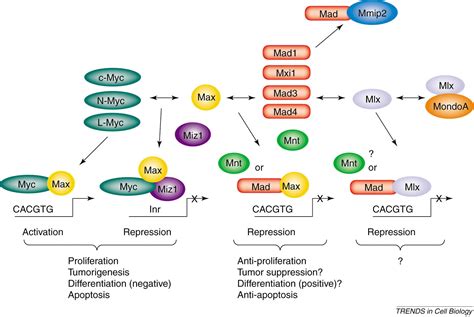 The Interplay Between Mad And Myc In Proliferation And Differentiation