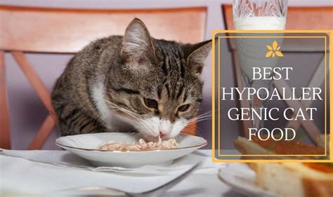 Best Hypoallergenic Cat Food: 4 Top Picks You Need to Know - TinPaw