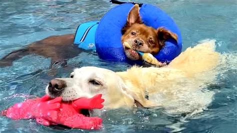 Hilarious Dogs Vs Swimming Pools Watch And Laugh Youtube