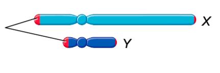 Lecture Sex Chromosomes And Sex Linked Inheritance Flashcards Quizlet