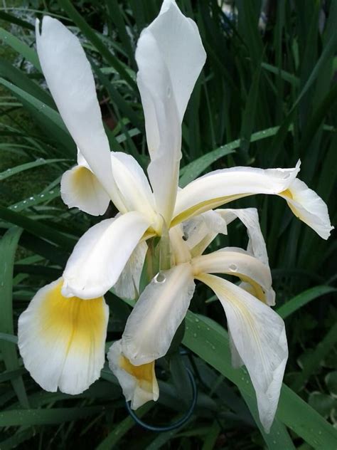 white Japanese iris | Beautiful flowers garden, Japanese iris ...